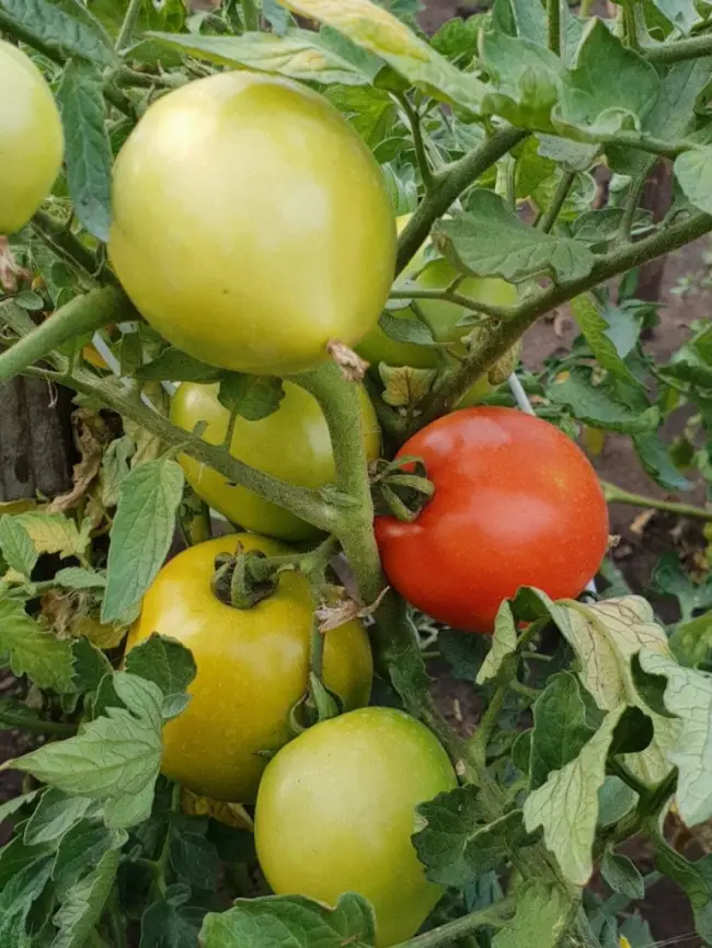 Особенности выращивания томатов Сайт, посадка и уход
