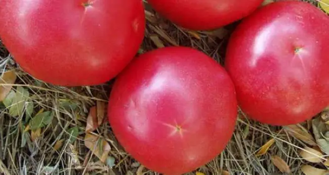 Особенности ухода за сортами томатов Бычье сердце