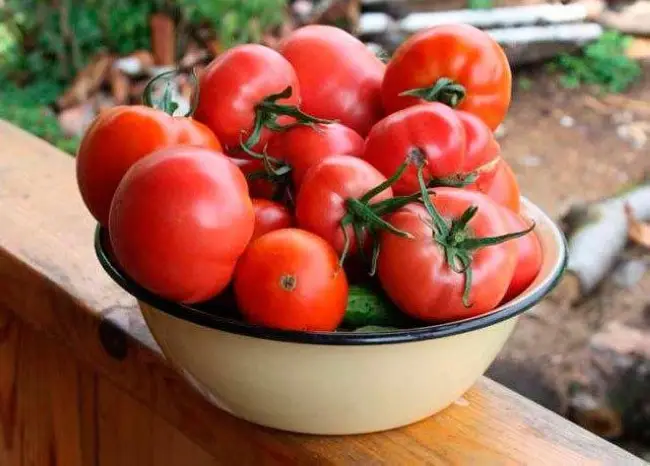 Описание и характеристика томата Русское счастье F1, его урожайность и выращивание