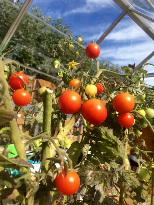 Лучшие сорта томатов для теплиц и парников + отзывы
