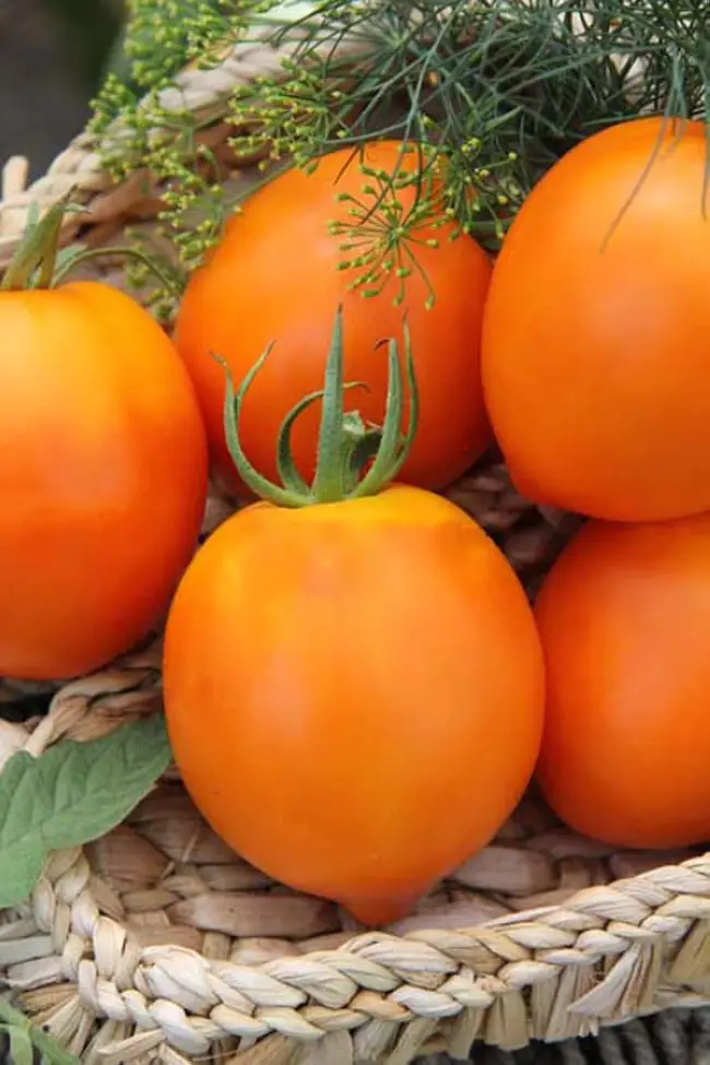 Описание сорта томатов Янтарный