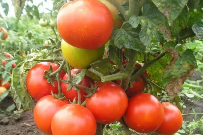 Особенности выращивания помидоров Чудо гроздь, посадка и уход