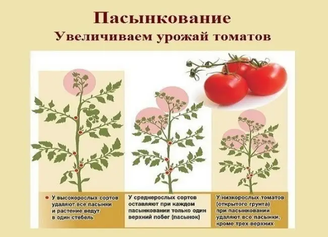 Описание, советы по выращиванию этого замечательного сорта. Размножение томатов при помощи пасынков во второй половине лета.