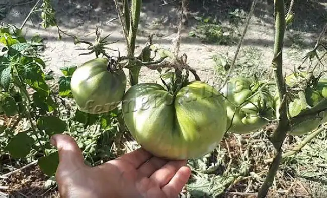 Выращивание и хранение томатов Вельможа
