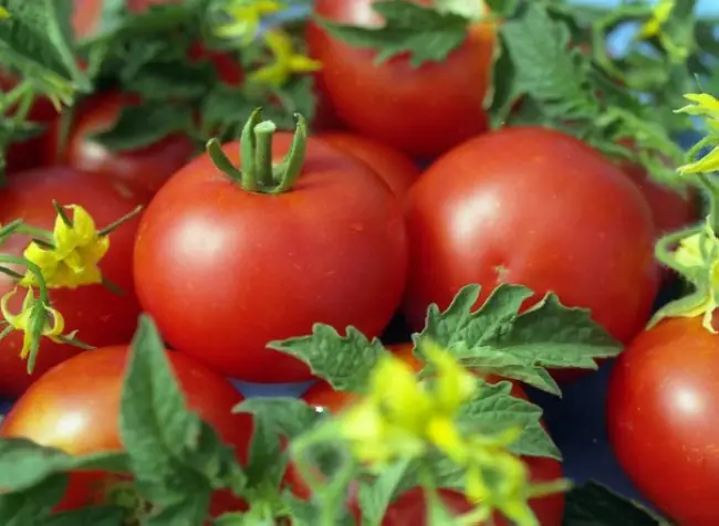 Посадка томатов Джина в открытом грунте