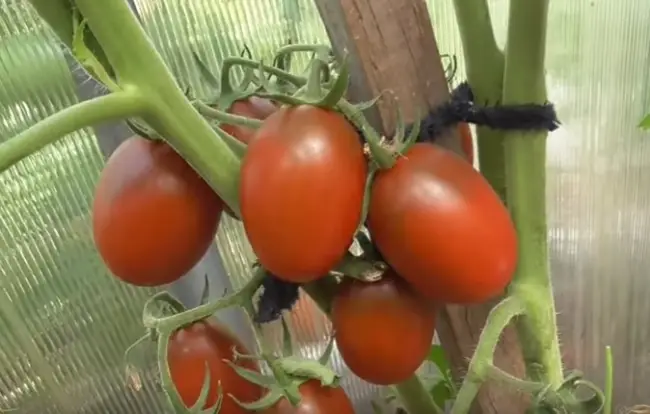 Высадка в грунт и уход за помидорами