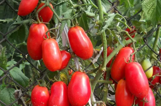 Хранение спелых помидоров