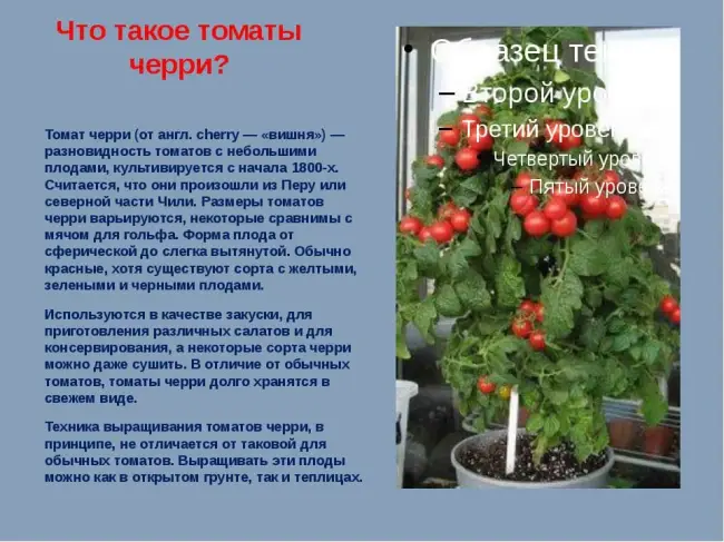Особенности выращивания томата Отчаянный, посадка и уход