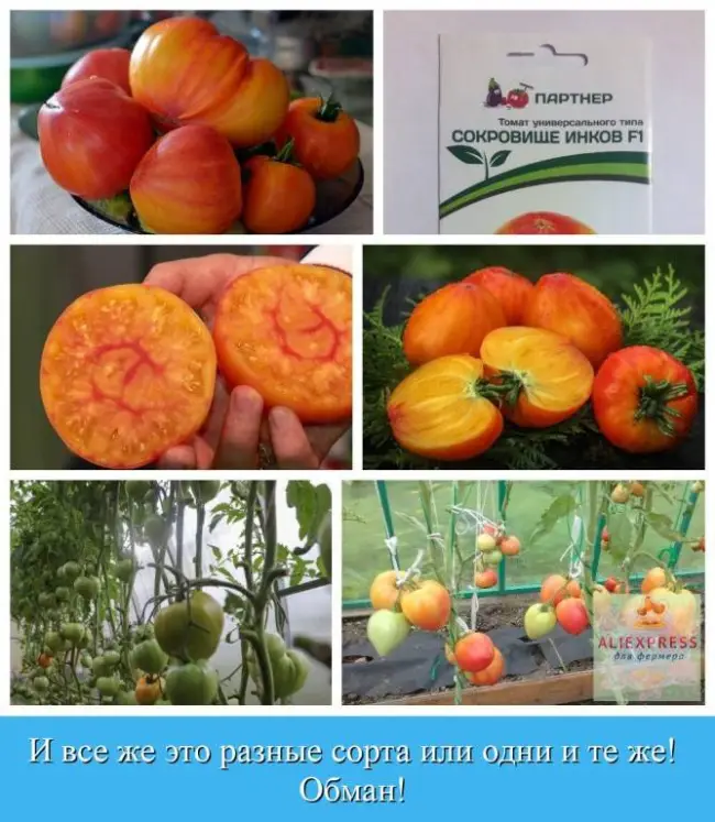Особенности выращивания томатов Сокровище инков, посадка и уход
