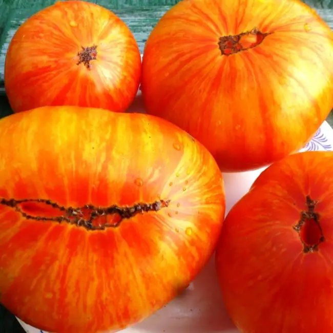 Описание и характеристика сорта томата Король красоты, отзывы, фото