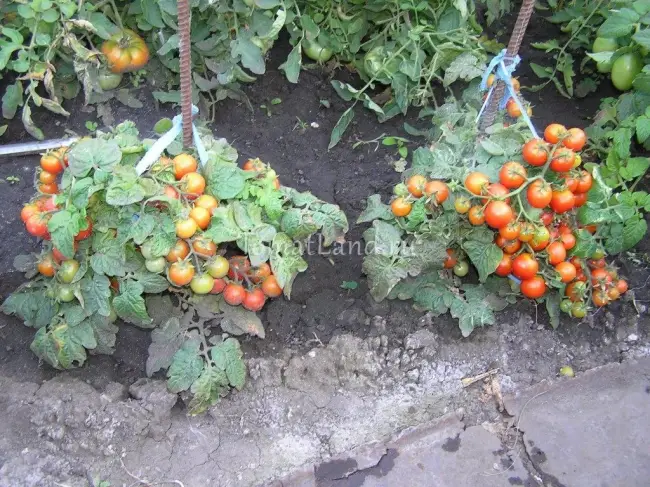 Советы и отзывы садоводов о томатах Линда