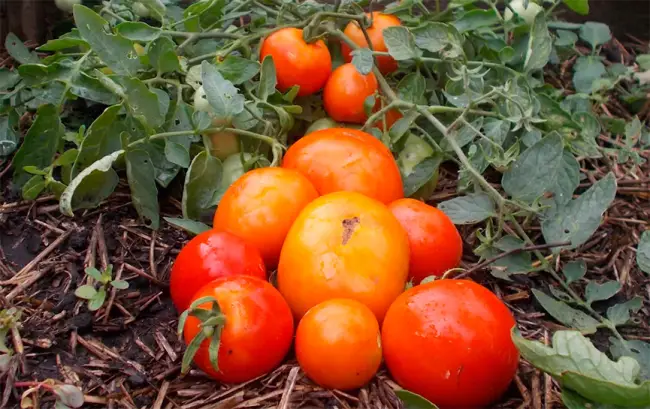 Монгол Карлик томат, характеристика сорта