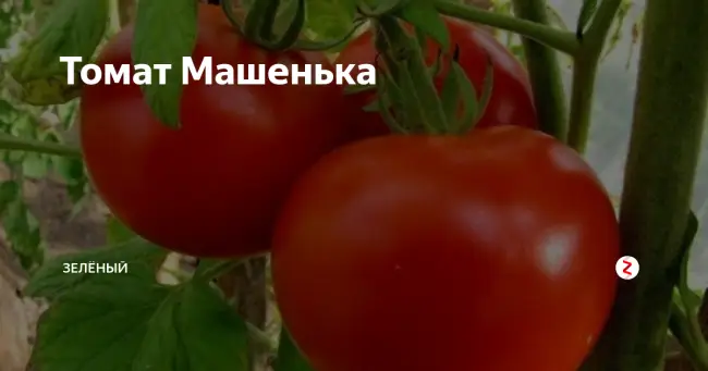 Описание и характеристика сорта томата Машенька, отзывы, фото