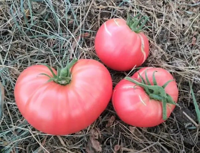 Особенности выращивания томатов сорта Самый ранний, посадка и уход