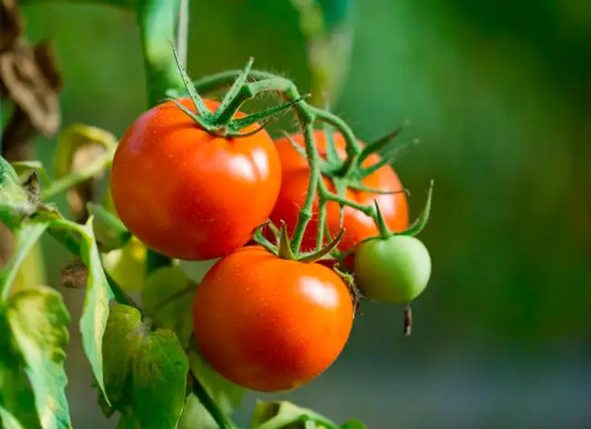 Подробное описание сортов томатов Агата и Агата Плюс