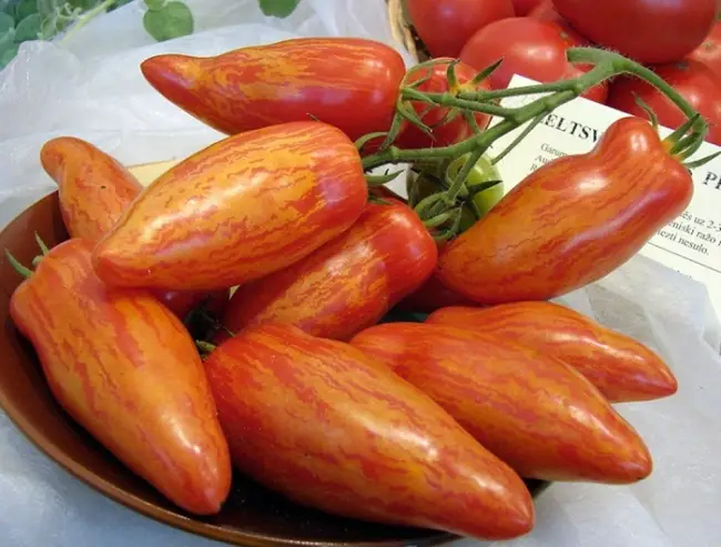 Хранение и использование томатов сорта Агата