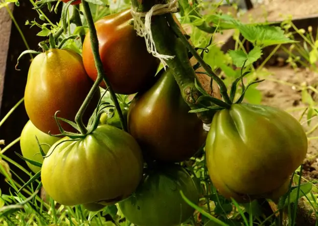 отзывы об урожайности, фото помидоров, описание и характеристика сорта