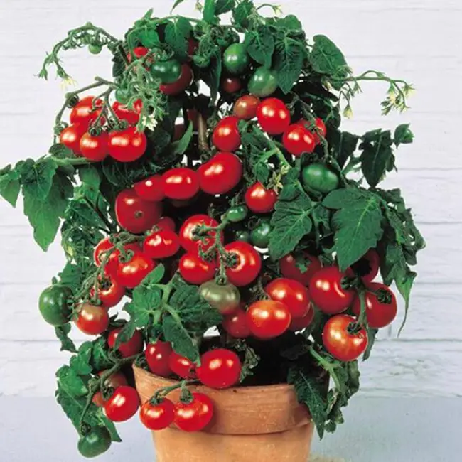 Отзывы о выращивании томатов на балконе