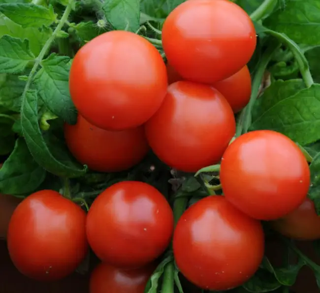 Сорта томатов, устойчивые к болезням