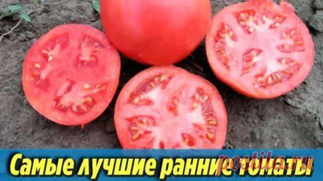 Описание и характеристика сорта помидоров