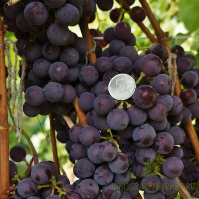 Характеристика винограда сорта Конкорд