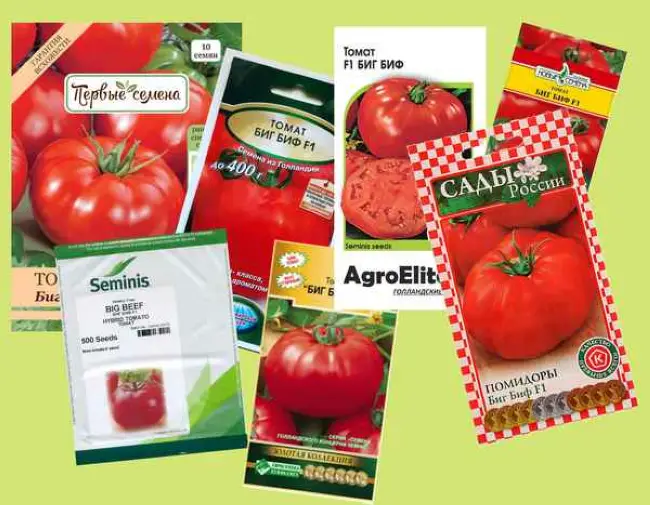 Отзывы, описание, характеристика, урожайность, фото и видео сорта помидоров «Кумир»