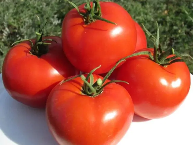 Болезни и вредители томатов