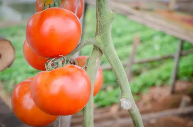 Особенности выращивания помидоров Любаша, посадка и уход