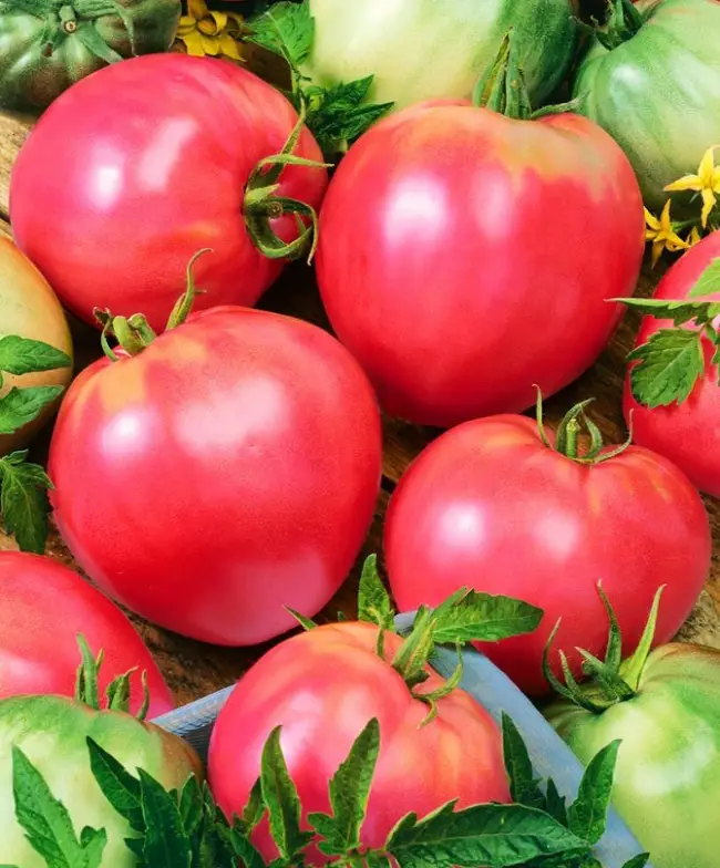 Сбор томатов из линейки Малиновое чудо и хранение урожая