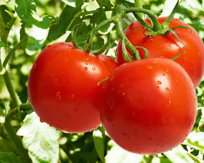 Сбор урожая и хранение томатов