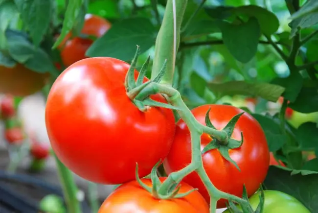 Отзывы о томатах «Надежда»