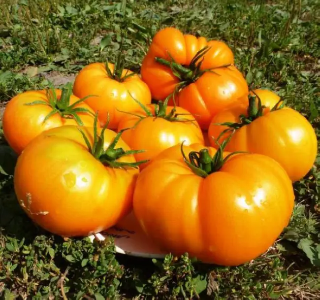 Болезни и вредители оранжевого томата (помидора)