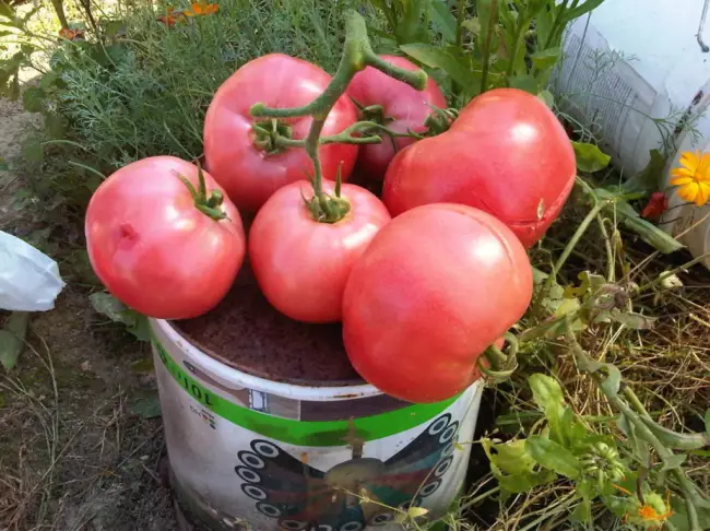 Характеристика и описание томатов