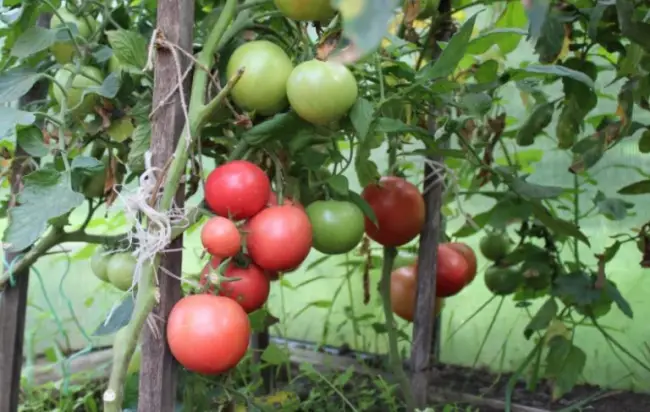 Особенности выращивания томата Пинк Буш, посадка и уход