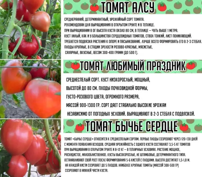 Подробное описание сорта томата Русский размер F1