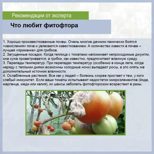 Описание и характеристика томата Сахар коричневый, отзывы, фото