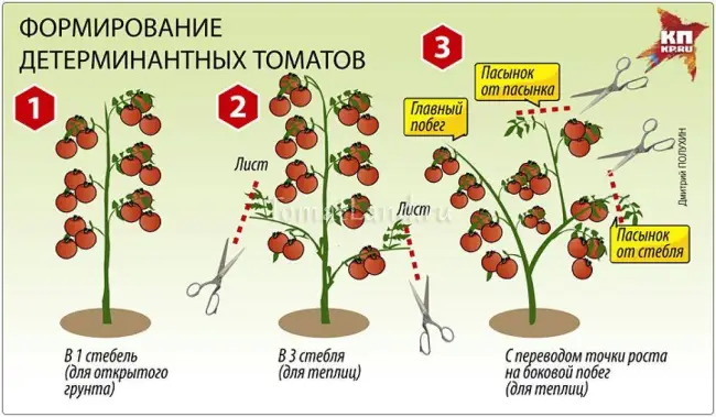Посадка и уход за помидорами