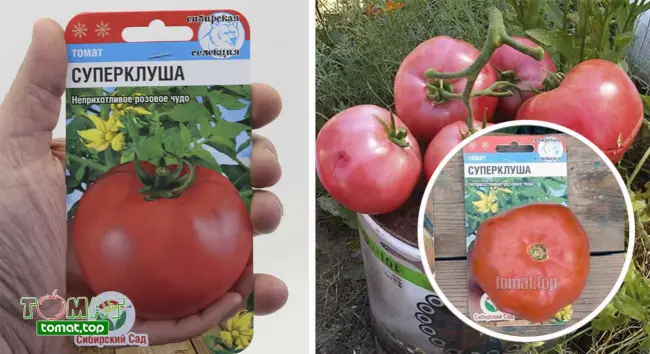 Особенности выращивания помидоров Клуша, посадка и уход