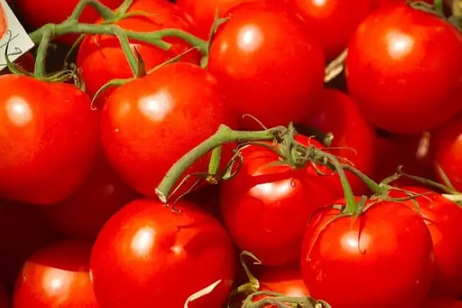 Описание сорта томата Уно Россо, его характеристика и урожайность