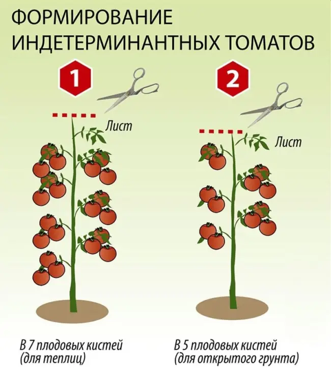 Размножение томатов стеблевыми черенками