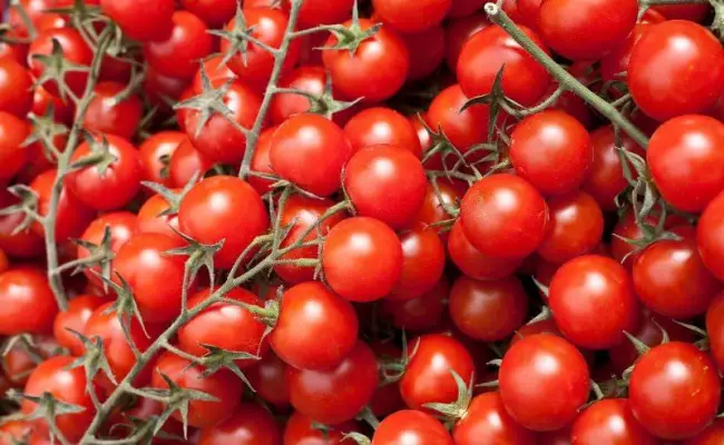 Описание раннего сорта томатов Хоровод и выращивание рассады