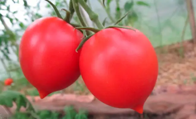 Описание и характеристика сорта томата Кустанайская пипочка, отзывы, фото