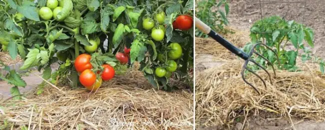 Особенности выращивания помидоров Демидов, посадка и уход