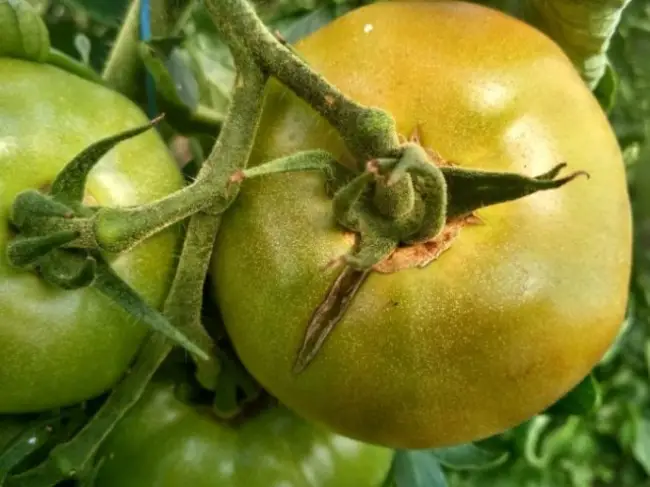Профилактика растрескивания плодов томатов на кусту