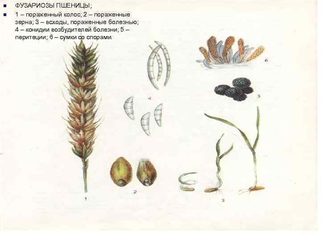 Фузариоз (лат. Fusarium)