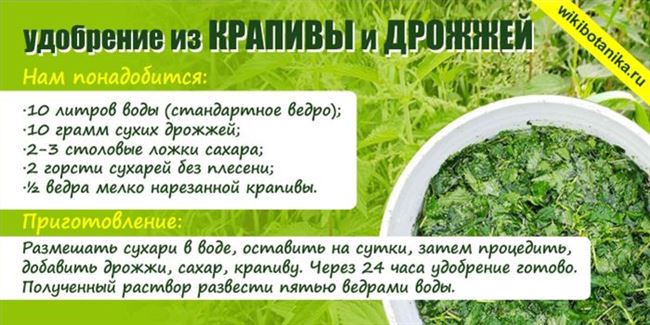 Рецепт крапивного удобрения
