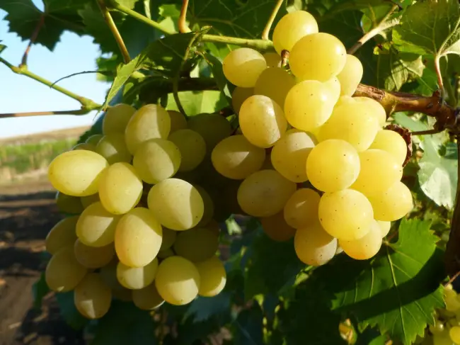 Виноград карабурну - описание сорта