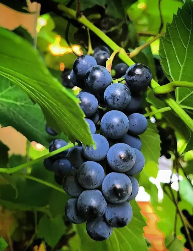 Размножение и уход за виноградом