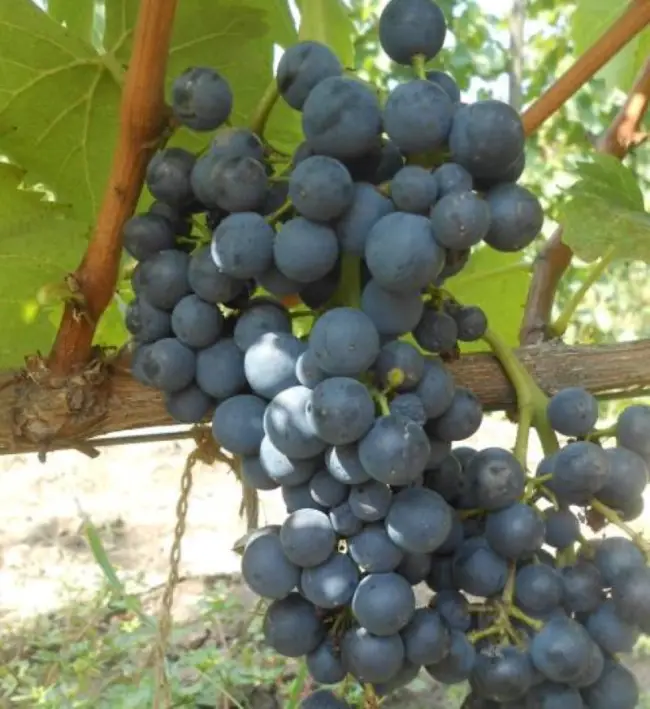 Особенности и характеристика донского винограда