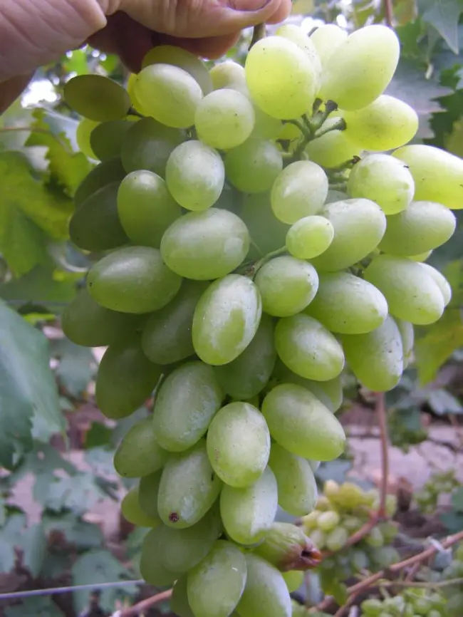 Описание сорта винограда Маринка